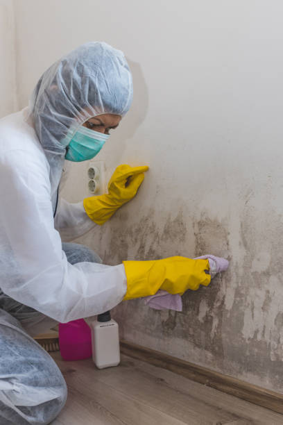 Best Comprehensive Air Testing for Mold Contaminants  in Hoopa, CA