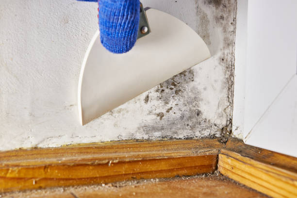Best Dehumidification Services  in Hoopa, CA